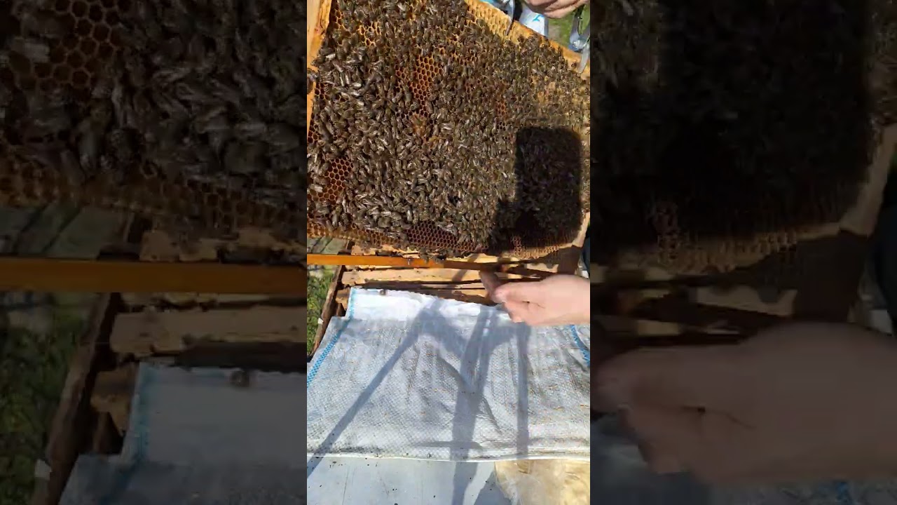 Am mai deschis un stup .Albinele m-au capsat.