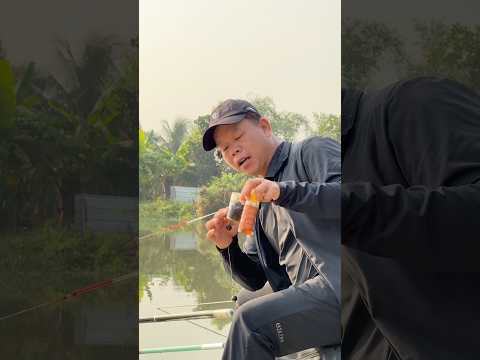 Câu cá chủ yếu lời chút tình cảm #chungnguyenfishing  #cauca #fishing