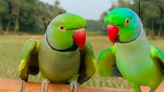 Parrot Sound Mitthu Mitthu by Talking Parrot Mittu 2,327 views 4 days ago 8 minutes, 43 seconds