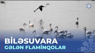 Flaminqolar Mahmudçalaya Bu Il Vaxtından Əvvəl Gəlib...