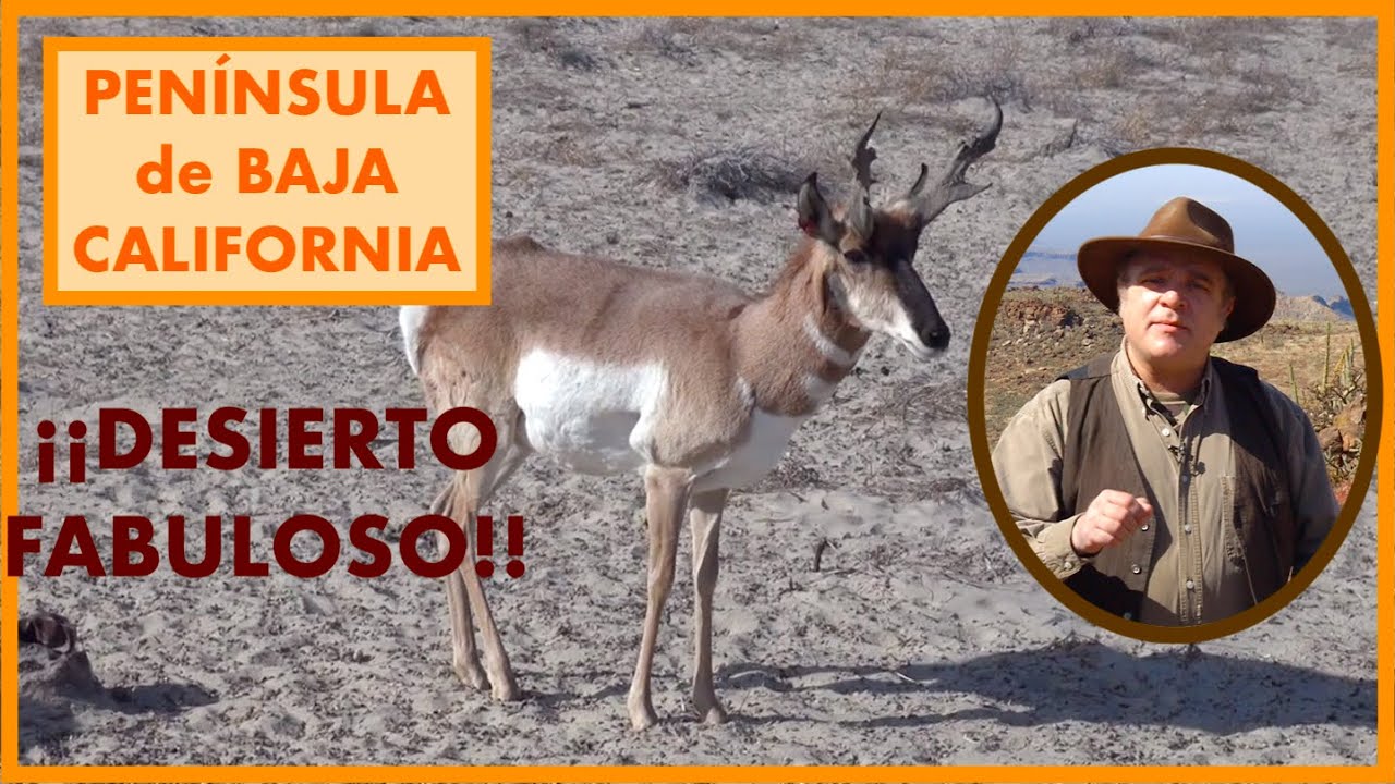 PENÍNSULA DE BAJA CALIFORNIA, ¡FABULOSO DESIERTO!