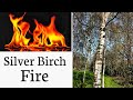 Starting fire with Silver Birch bark