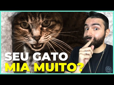 Vídeo: Gatos podem comer batatas?