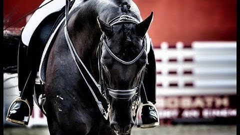 Alone  || Equestrian Music Video ||