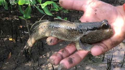 Cấm Câu Cá Thòi Lòi Biển Trong Rừng Ngập Mặn Toàn Dính Hàng Khủng...