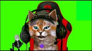 green screen kucing gaming