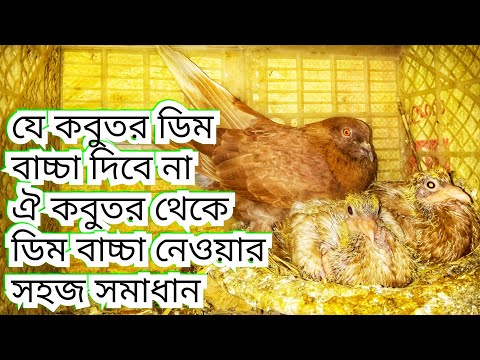 ভিডিও: কীভাবে কবুতরদের তাড়িয়ে দেওয়া যায়