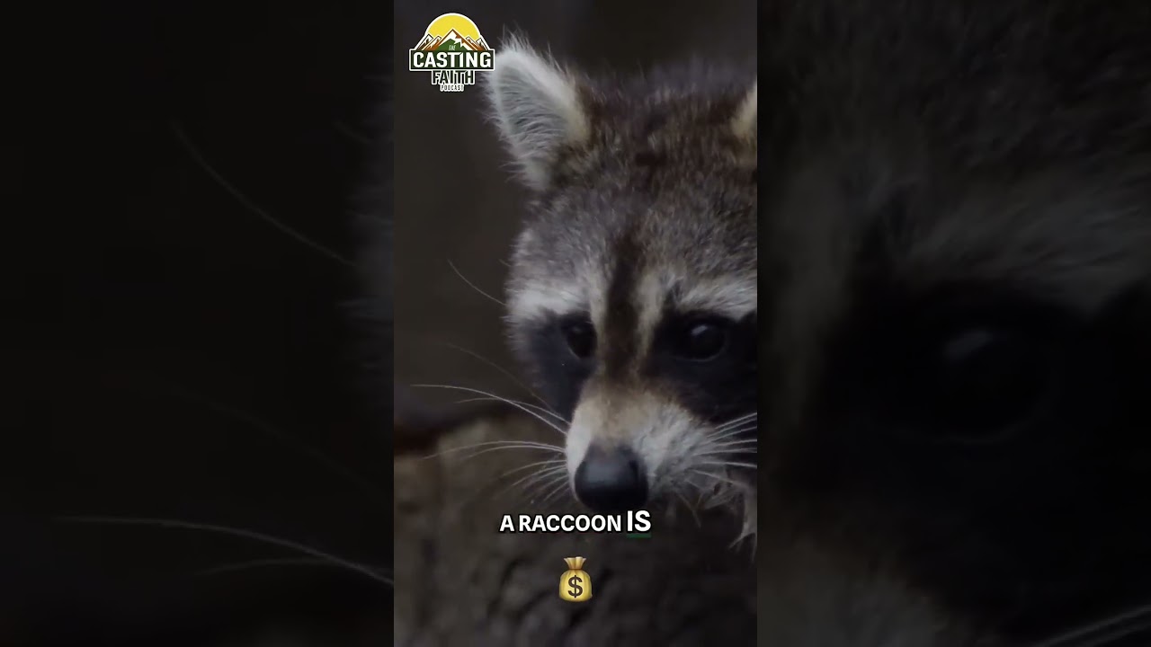 $500K… But a Raccoon Attacks Once a Week?!