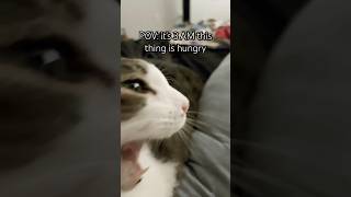 Download Lagu Love him but omg it’s annoying 😭🙏 #comedy #relatable #funny #memes #cat MP3