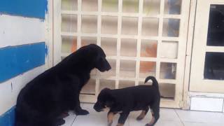 Puppies Playing, SO CUTE!!