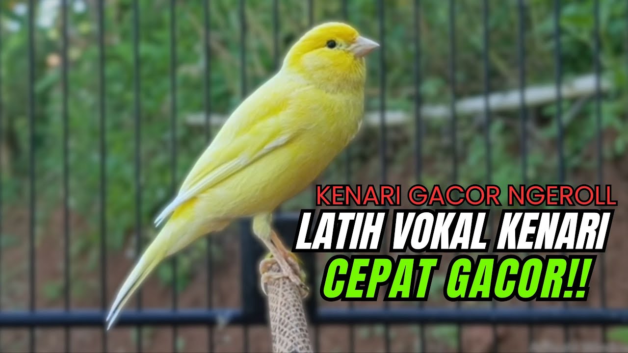 Masteran Kenari PAUD Super BUNYI Dijamin Cepat Gacor! & agar Kenari diam agar bunyi & gacor