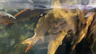 671 Fish Feeding Time (Sendai Umino-Mori Aquarium) #explorejapan #aquariumfish #aquariumhobby #fish