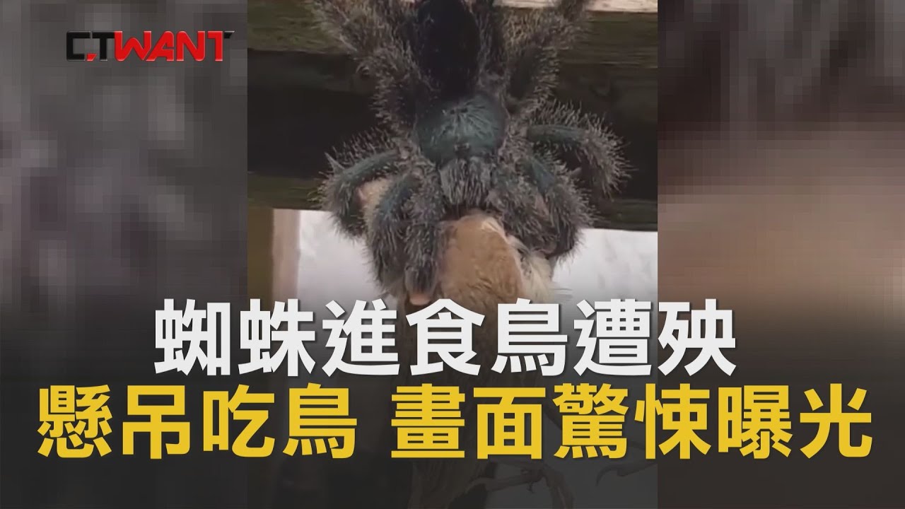 Ctwant 即時新聞 超巨大蜘蛛懸吊半空 狂嗑鳥 45秒 驚悚進食 影片曝光 Youtube Ctwant 即時新聞 超巨大蜘蛛懸吊半空 狂嗑鳥 45秒 驚悚進食 影片曝光 Youtube