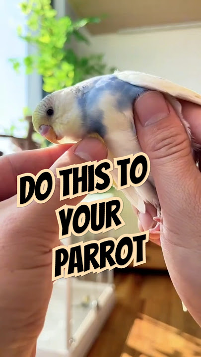 Tips to keep your parrot from flying away even when released. 🦜