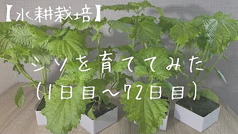 水耕栽培 種から簡単 大葉 バジル育て方 室内育成 Mp3 水耕栽培 種から簡単 大葉 バジル育て方 室内育成 Mp3