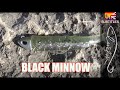 L'esca micidiale per le spigole: il Black Minnow.