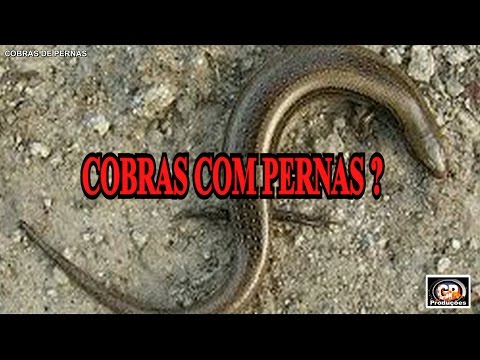 Vídeo: Existem cobras na floresta temperada?