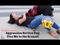 AGGRESSIVE SERVICE DOG PINS ME DOWN!!! AGGRESSIVE SERVICE DOG PINS ME DOWN!!!