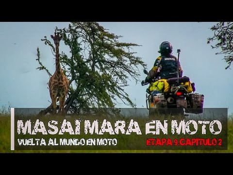 Βίντεο: Το Εθνικό Πάρκο Masai Mara είναι το πιο διάσημο φυσικό καταφύγιο στην Κένυα. Διαθέτει Masai Mara