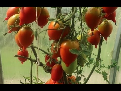 ЗАЧЕМ Я САЖАЛА ЭТИ ПОМИДОРЫ? НИ ВКУСА, НИ АРОМАТА, НИ УРОЖАЯ У ЭТИХ ПОМИДОРОВ