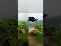 KODAIKKANAL - 23 ACRES COFFEE ESTATE - GUEST HOUSE - FULLY SOLAR FENCED - ON TAR ROAD.
