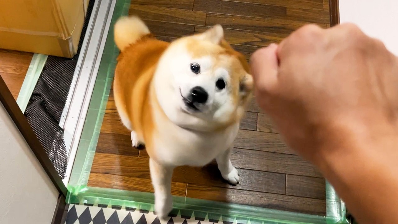 再会の喜びで今にも暴走しそうになる体を理性で抑え込もうとする柴犬