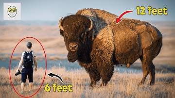 10 Animals That Are WAY Bigger Than You Think | Ten Folds