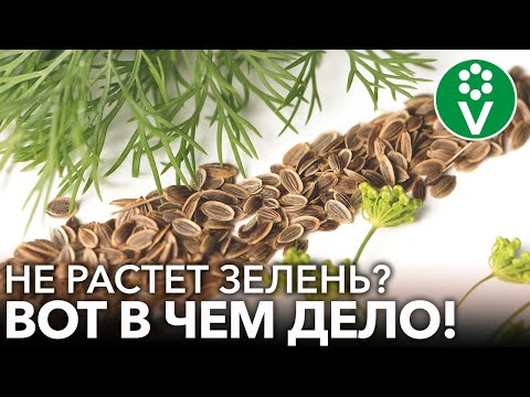 Видео: Причины, по которым у редиски не растут луковицы - почему мои растения редиски растут только верхушками