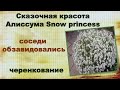 Алиссум вегетативный Snow princess,черенкование Сказочная красота,соседи обзавидовались!