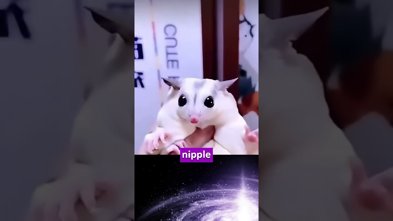 This Tiny Animal Baby Will Melt Your Heart 🐾💞