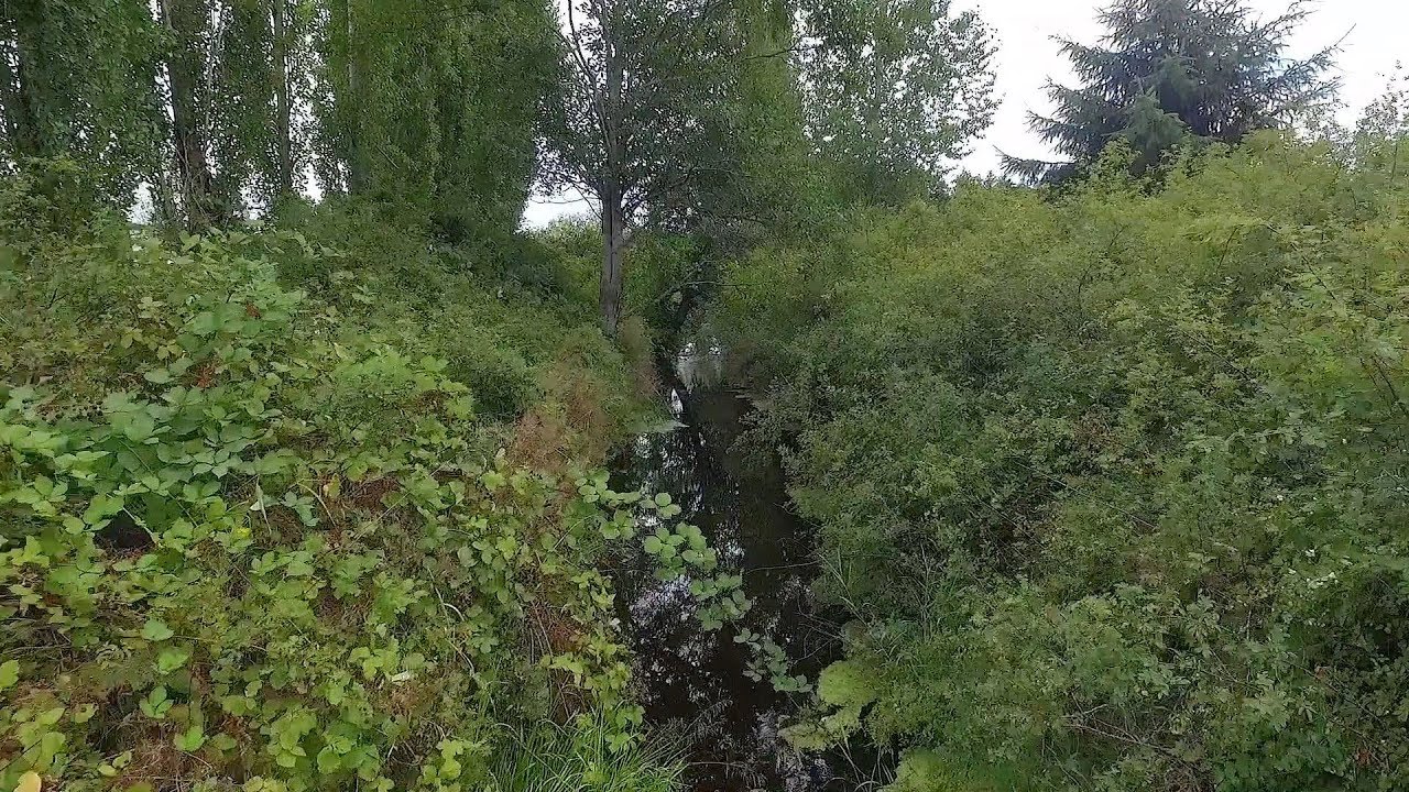 A Chimacum Creek streaming view