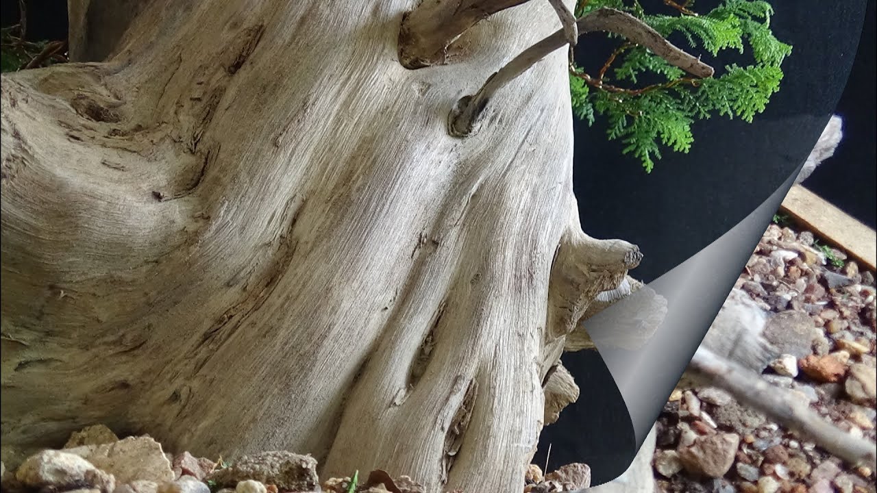 Stanley  (vídeo 2) Tanuki -  parte 2