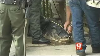 12-foot alligator may be responsible for swimmer’s death at Blue Spring Park