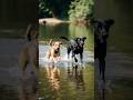 Two dogs running on water