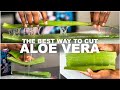 HOW TO cut ALOE VERA LEAF in under 1 MINUTE