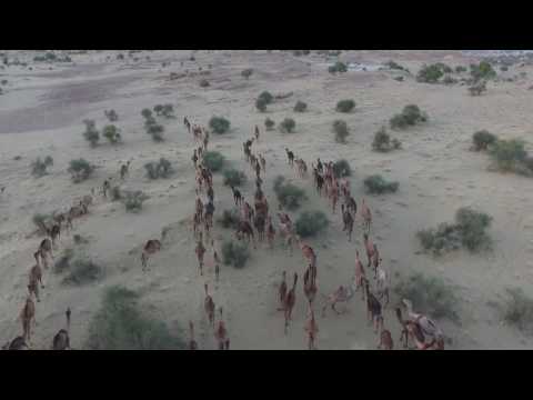 #KhabaFort Camels Grazing,