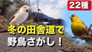 不思議な野鳥との出会い