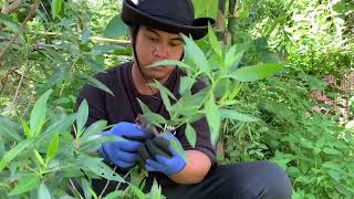 THE GREEN GROWER - MARCOTTING CONOCARPUS AND HARVEST