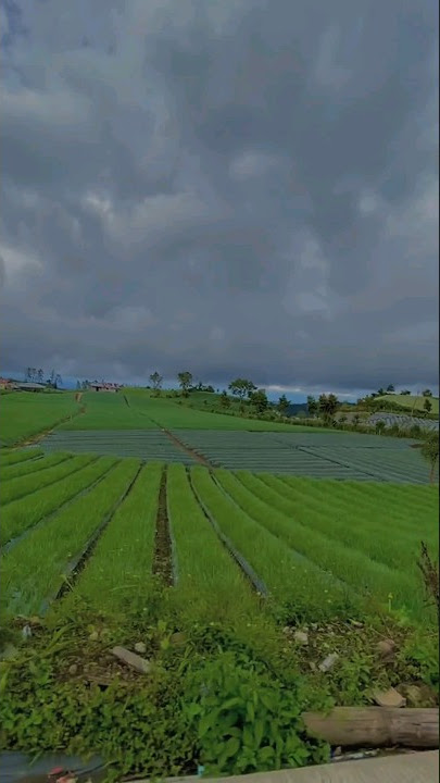 Dj Mungkin Aku Terlalu Cinta Aku Terlalu Sayang ( Rungkad) Lirik Fyp Tik Tok#shorts