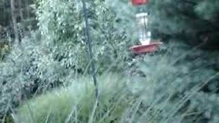 Tufted Titmouse at Hummingbird Feeder by BirdWatchers 1,095 views 17 years ago 40 seconds