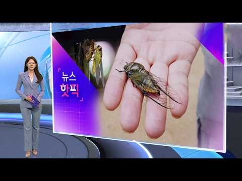 [뉴스핫픽] “매미 유충 채집하지 마세요” 현수막, 왜? / 연합뉴스TV (YonhapnewsTV)