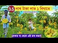          high density mango farming  comercial mango farming