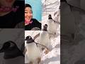 #shorts #shortsfeed #memes #shortsviral shortsvideo 日本のかわいいペンギン