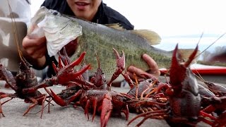 Catching GINORMOUS Bass on RED Crawfish!!! Loser gets a 'Cajun Craw Earring' (FISHING CHALLENGE)