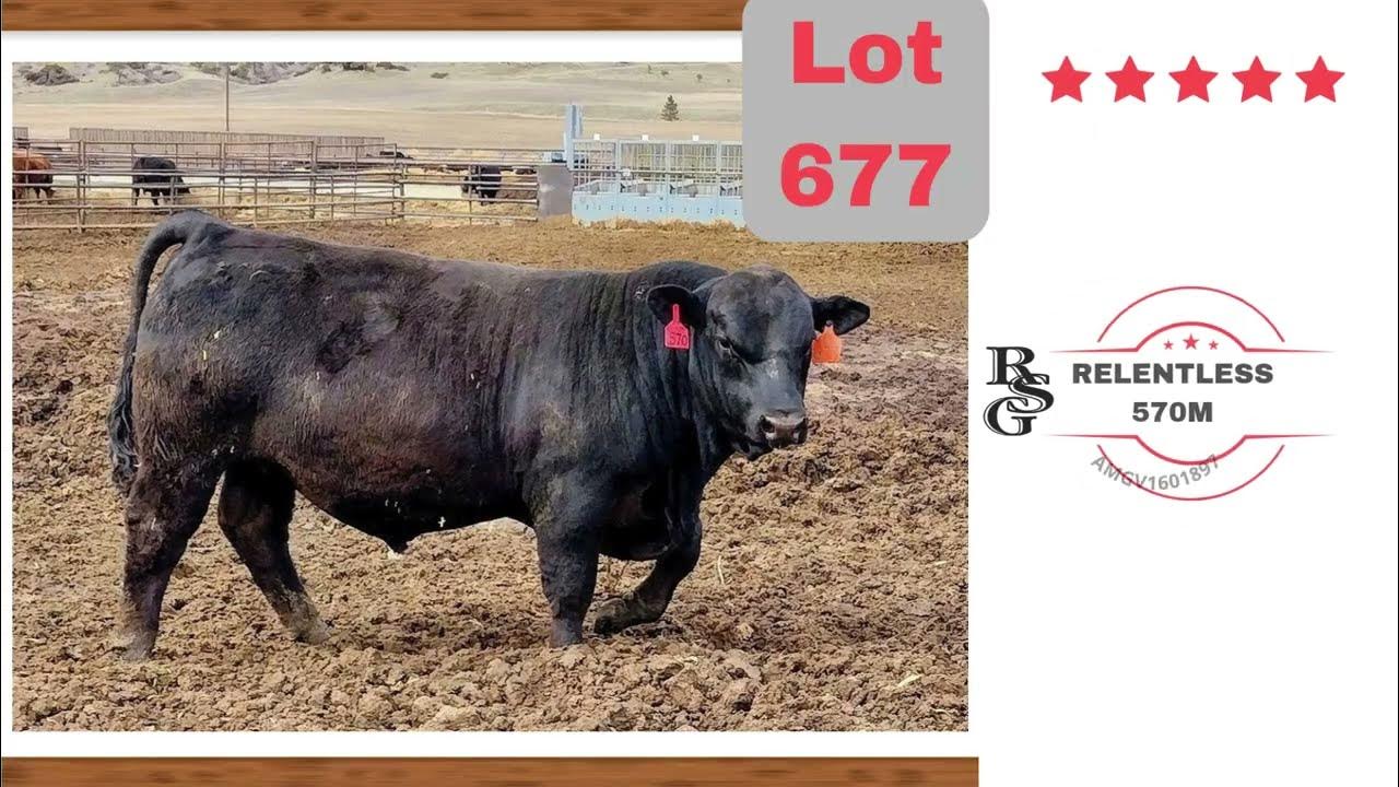 RSG Yearling Balancer Bull for Sale "The Final Sort Sale" Midland Bull