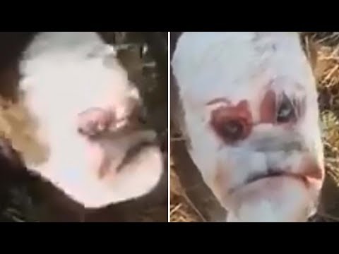 Vídeo: Nació Un Ternero Mutante De Dos Caras - Vista Alternativa