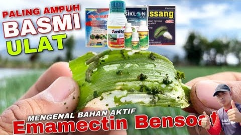 Basmi tuntas ulat daun bawang sampai ke telurnya