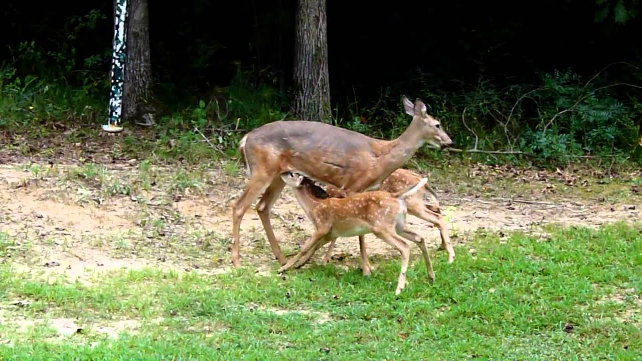 Twin baby deer feeding YouTube