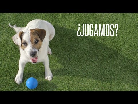 Video: ¿Nexgard cansará a mi perro?