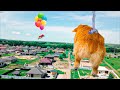 ШОК!! Летающий КОРГИ на воздушных шариках!! (Корги Коржик) Говорящая собака